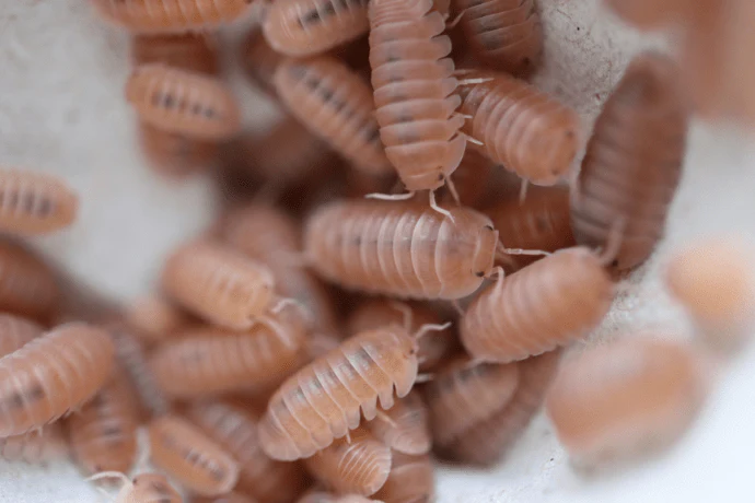 Murina papaya isopods
